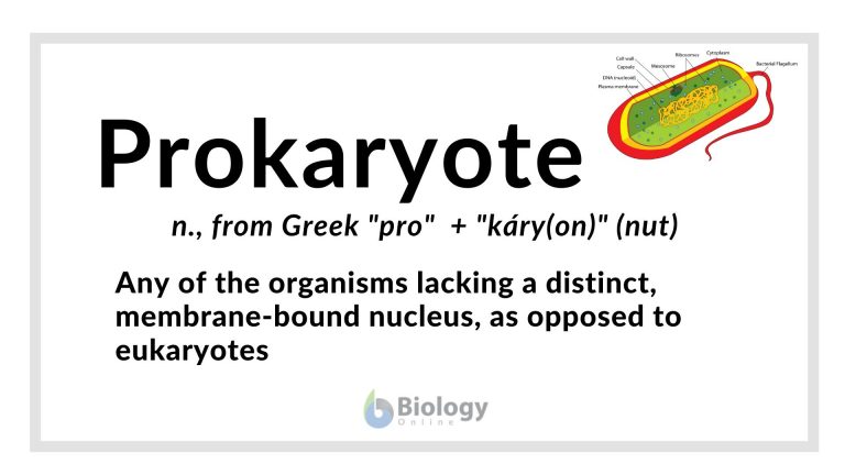 prokaryote definition