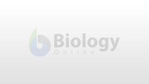 Vascular tissue