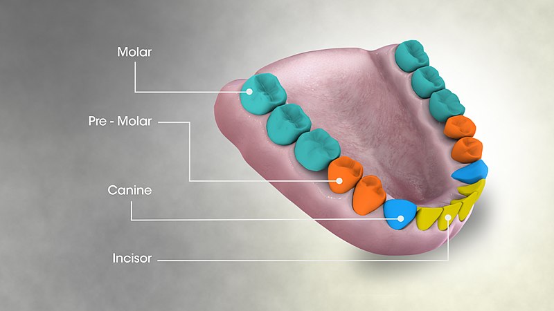 human teeth types