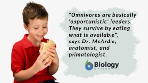 humans are omnivores - evidence