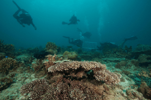 Research Divers - Steve DeNeef