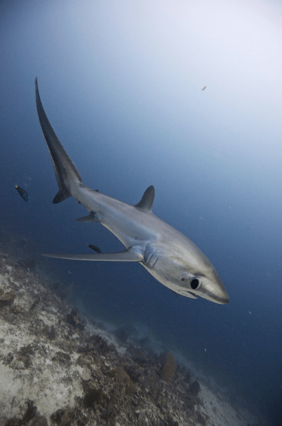 Thresher Shark - Steve DeNeef