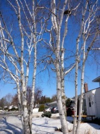 Birch trees