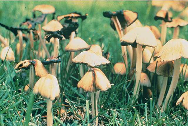 Coprinaceae or inky cap mushrooms