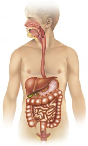 Digestive System