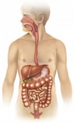 Digestive System