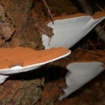 Ganoderma