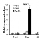 Figure 3. Expression of three defense marker genes (WRKY29, FRK1, and PR1) in Arabidopsis leaves infiltrated with PBS (phosphate-buffered saline) or 1.5 μM GroEL or GUS (a b-glucuronidase control).
