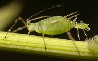 Figure 1. A potato aphid giving birth.