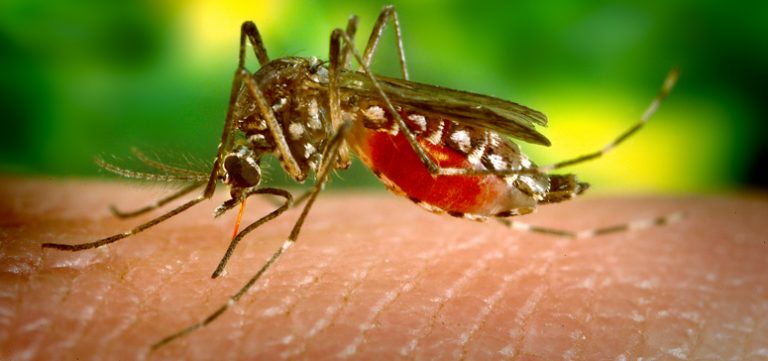 Aedes aegypti