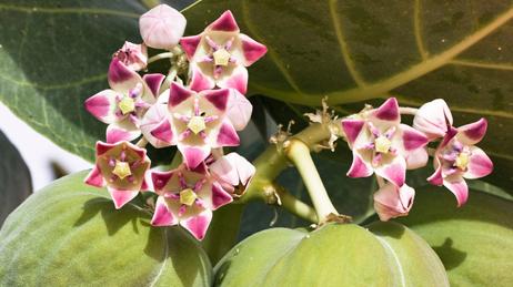 Calotropis procera