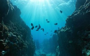Ocean floor