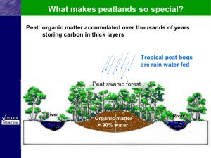 Tropical peats infograph