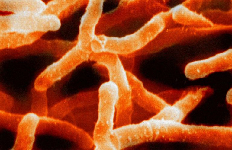 Actinobacteria