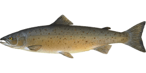 Atlantic Salmon
