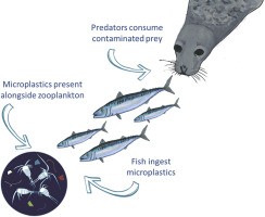 trophic transfer illustration