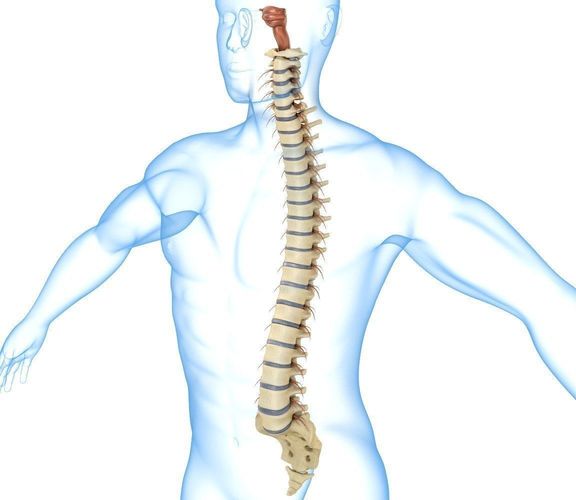spine
