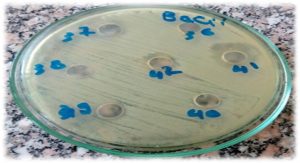 Antimicrobial Activity of Actinobacteria