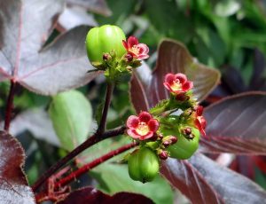 Jatropha