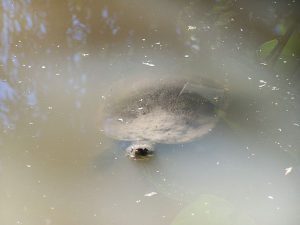 Mary River turle