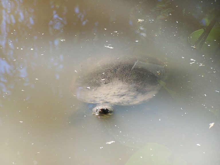 Mary River turle