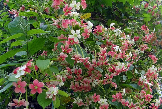 Quisqualis indica