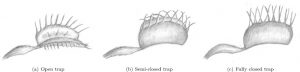 Venus flytrap prey
