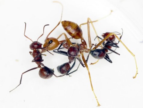 exploding ants - Colobopsis explodens