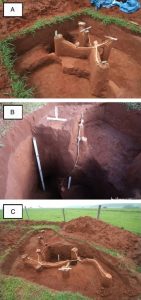 Internal architecture of Atta bisphaerica