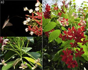 Quisqualis indica - flowers