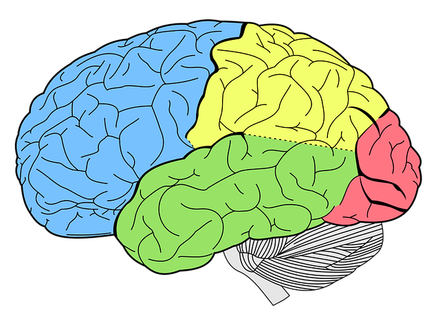 human brain