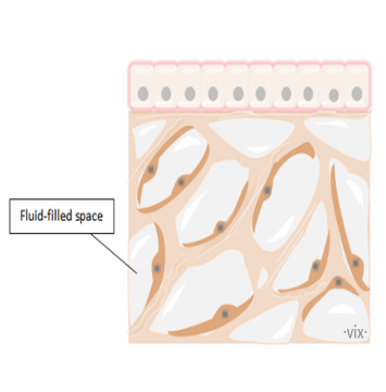 interstitium illustration