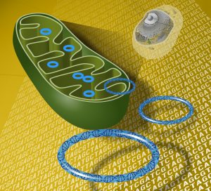mitochondria and mt DNA