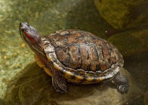  Red-eared slider turtle
