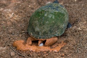 Red-eared slider turtle egg