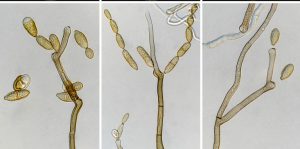 Cladosporium