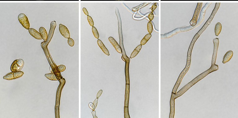 Cladosporium