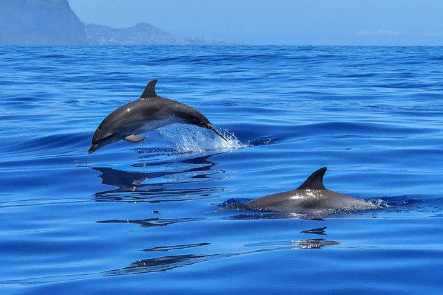 Common bottlenose dolphins