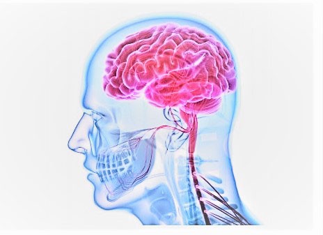 human intelligence - 3D illustration