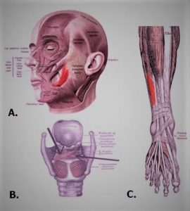 human muscles with parts