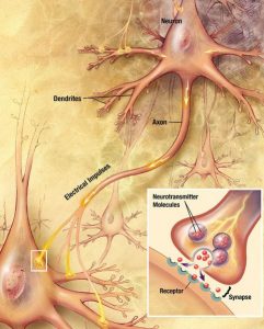 synaptic transmission