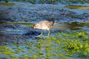 waterbird species