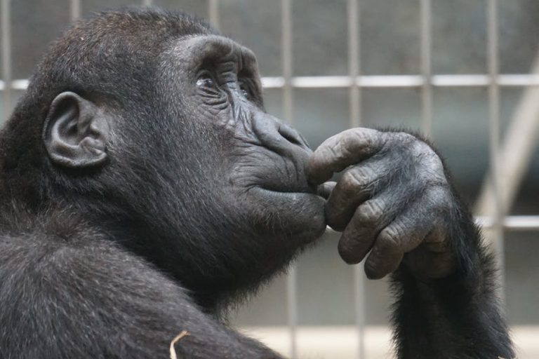 primate-ape-thinking-mimic