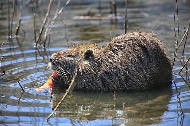 Rodent photo