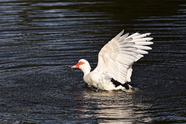 waterbird