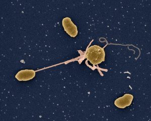 Scanning Electron Microscope (SEM) image of cells of the bacteria Vibrio tasmaniensis.
