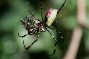silk_spider - spider fathers