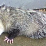 predation definition predation definition