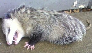 Opossum thanatosis