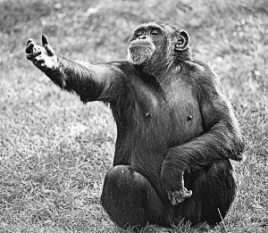primates - chimp